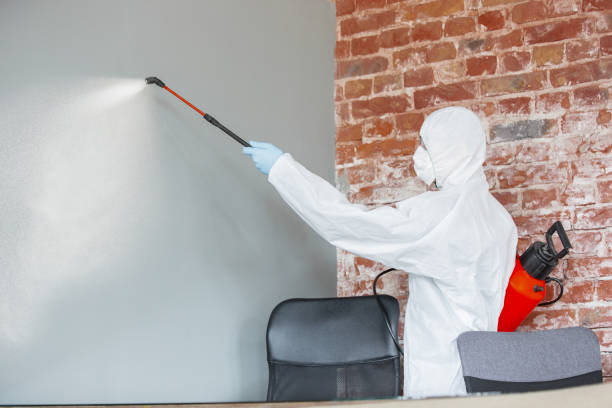 Reliable Dexter, MI Mold Removal Solutions